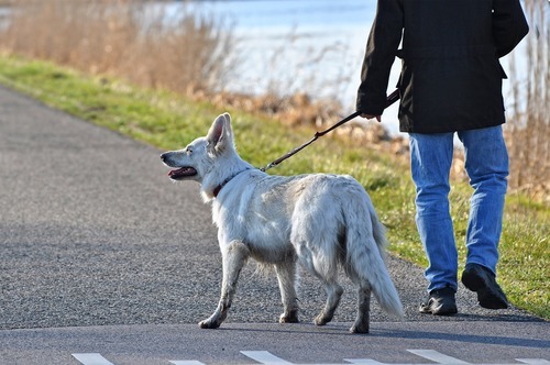 När kan barn rasta familjens hund?